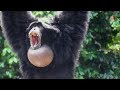 Siamang Gibbons 02 -  howling and performance