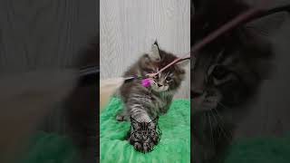 8 week old Maine Coon kitten ❤️