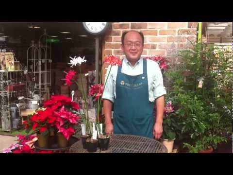 ネリネ、ガーンジーリリー 植物