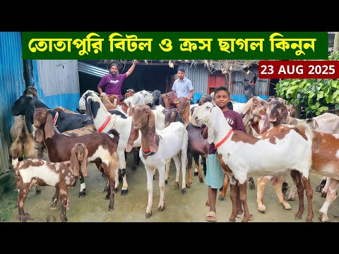 বিটল ছাগল তোতাপুরী ছাগল ও ক্রস জাতের খামার করার মত ছাগলের দাম জানুন নাটোরের সেলিম ভাই এর খামার থেকে