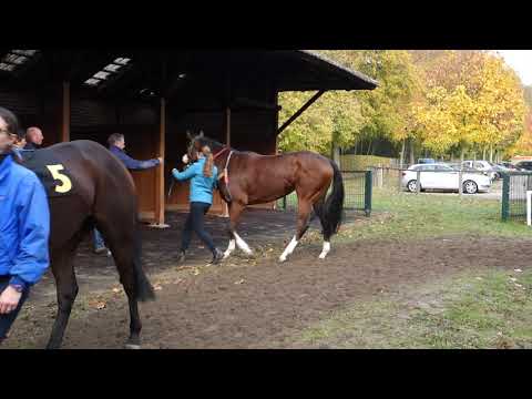 Krefeld 4.11.2018 4.Rennen vor den Sattelboxen
