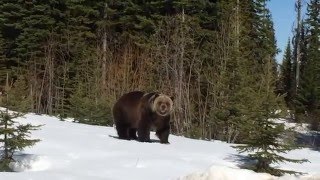 Boo the Grizzly Bear - Kicking Horse Mountain Resort
