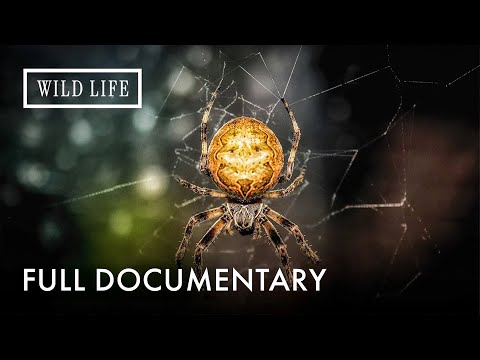 Are These the Most Venomous Spiders? | Little Matters: Spiders | Full Documentary