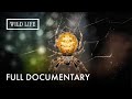 Are These The Most Venomous Spiders Little Matters Spiders Full Documentary