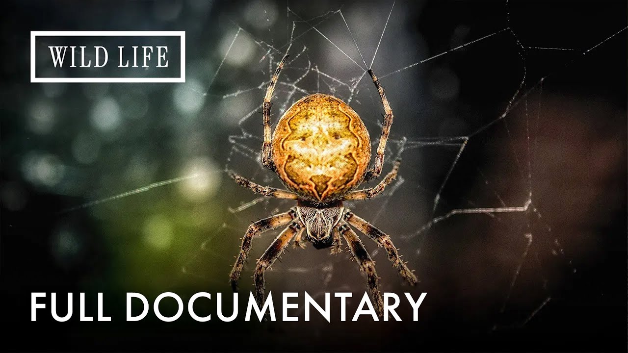The Five Most Dangerous and Lethal Spiders for Humans | Little Matters: Spiders | Full Documentary