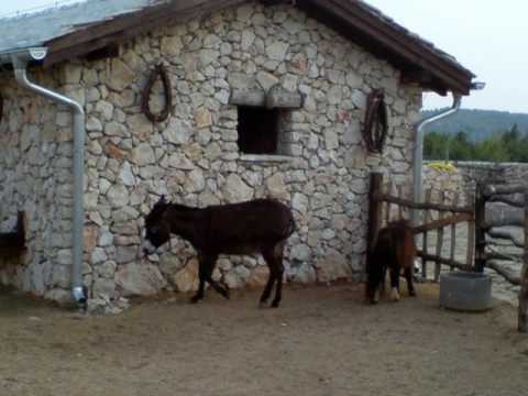 EVO MENE BOSNO - DORIAN ALEDORY 2017 - novo !!!!