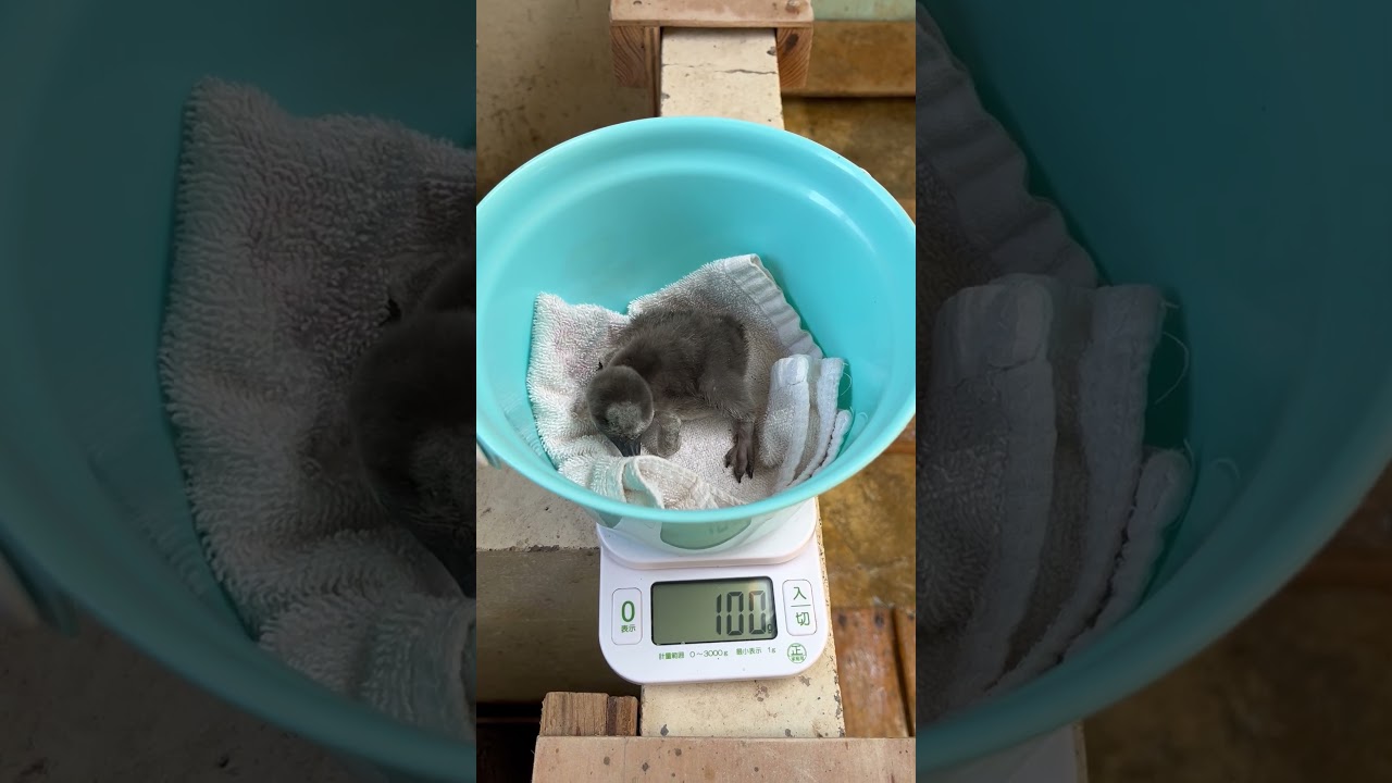 3/18ふ化🐣フンボルトペンギン生後7日目