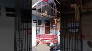 Download lagu Cucak jenggot standar racing (Maha karya team) Mr Robbie bks mp3 Download lagu Cucak jenggot standar racing (Maha karya team) Mr Robbie bks mp3