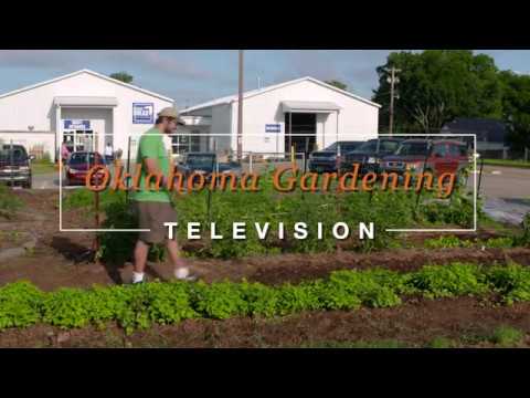 Planting Summer Cover Crops to Reduce Weeds and Build Soils