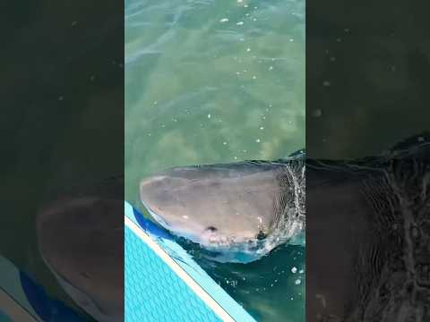 NEVER Paddle Board Next To This 😳🦈 #fishing #shark