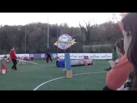 Mara e Zack - finale CSEN agility 400 junior