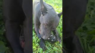 Blake desperately needs a place to call home. Blake desperately needs a place to call home.