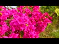 4k 4k Flowers 4k Ultra Hd 4k Realistic 4k Quad Hd