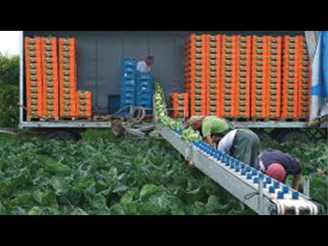 Cabbage Farming  - Agriculture Technology - Farming Machine