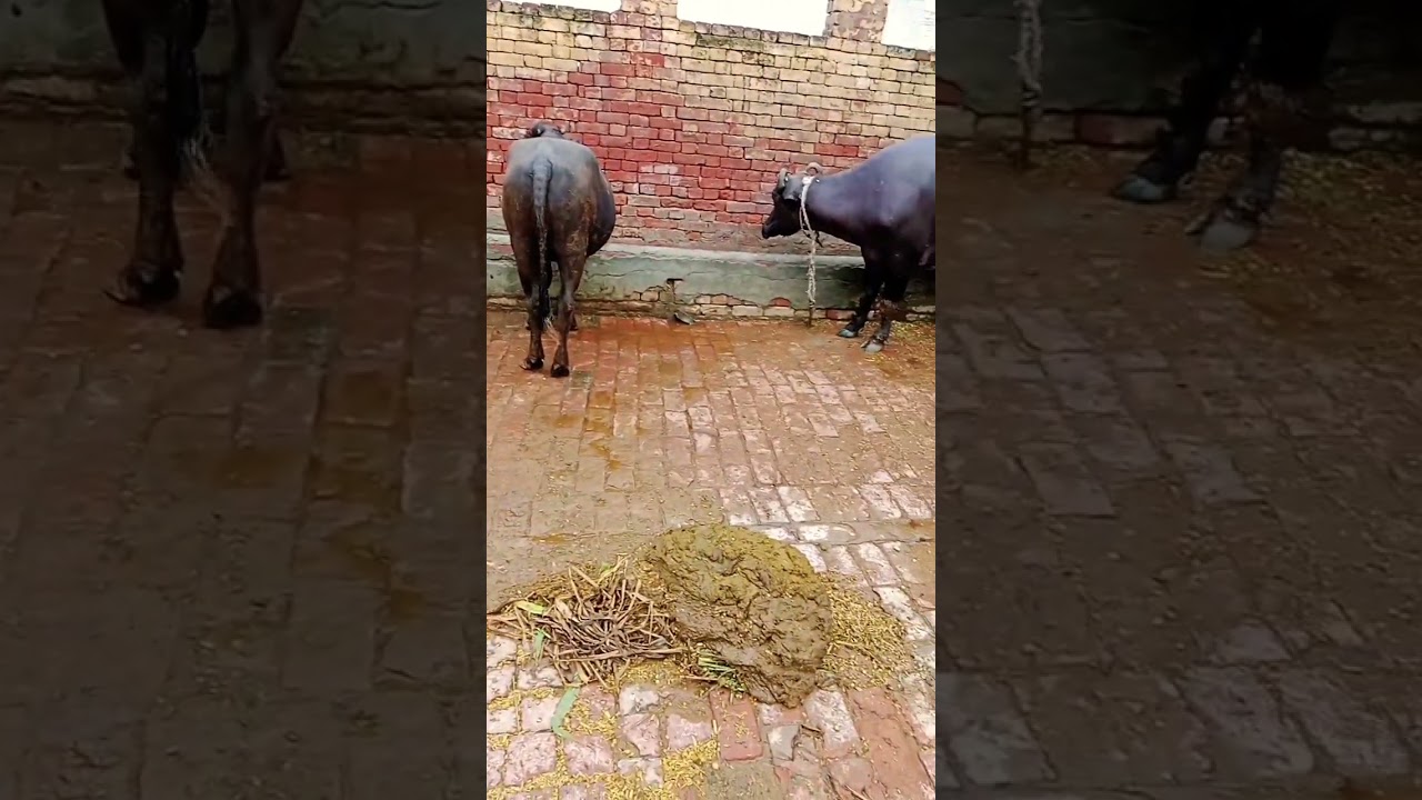 watch last moment 🤗#video #viral #bhains #shortvideo