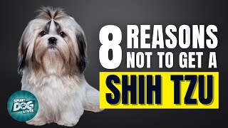 8 Reasons Why You SHOULD NOT Get a Shih Tzu