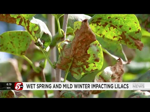Wet spring, mild winter impacting lilac bushes