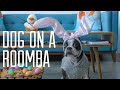 Dog on a Roomba - Easter Edition!!! - YouTube