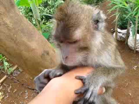 Monyet Ini Lucu, Manusia Tertarik Merangkulnya? | KASKUS