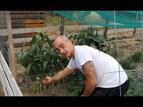 Mélymulcs 14. - Biovédelem a földibolha ellen: Dőlés elleni védelem a kukoricánál; Tippelős játék