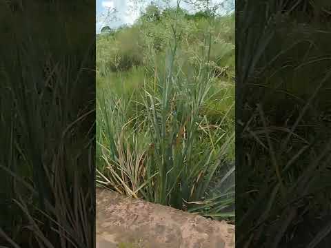 Paso de Centurión, Cerro Largo (Uruguay)