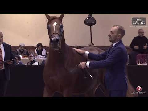 N 58 ENCARINA   European Championship 2023   Mares 4 6 Years Old   Section B Class 7B