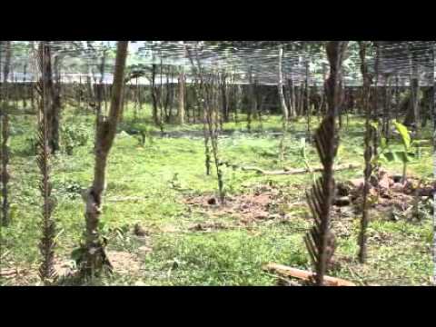 Passion Fruit Plantation in Sepaco, SnVicente, Roxas, Or.Mdo.