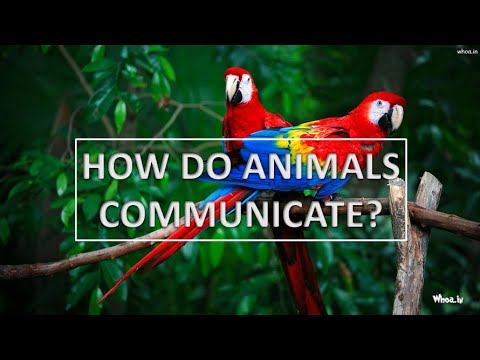 How do animals communicate?