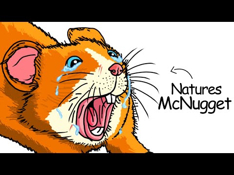 Why It Sucks to Be Born as a Hamster