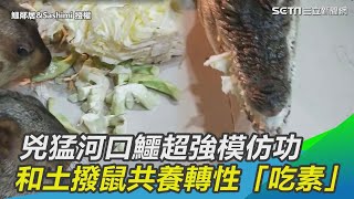 [討教] 公孫止怎麼養鱷魚的？