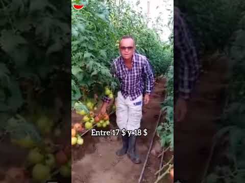 Contrabando "pone en jaque" a productores de tomate en Seboruco y San Judas Tadeo en Táchira