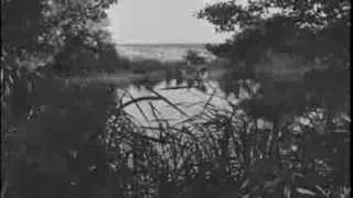 Flamin&#39; Groovies · You tore me down