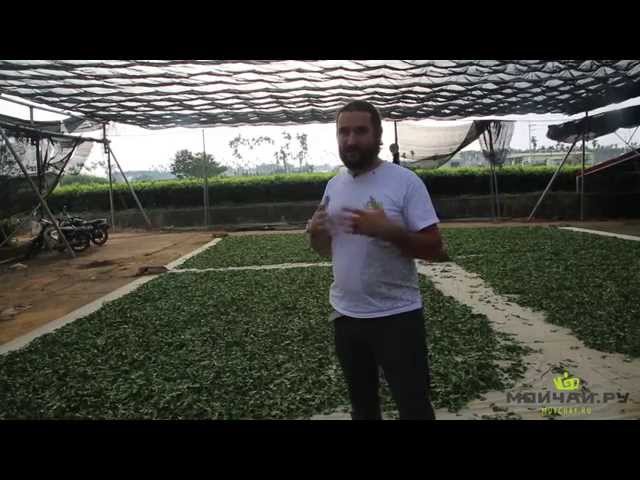 Габа чай Тайваня. Gaba Tea. Чай вакуумной ферментации. Габа-чай