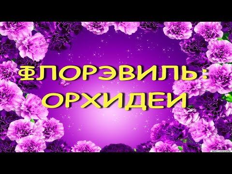 ФЛОРЭВИЛЬ:потрясающие ОРХИДЕИ!Москва.