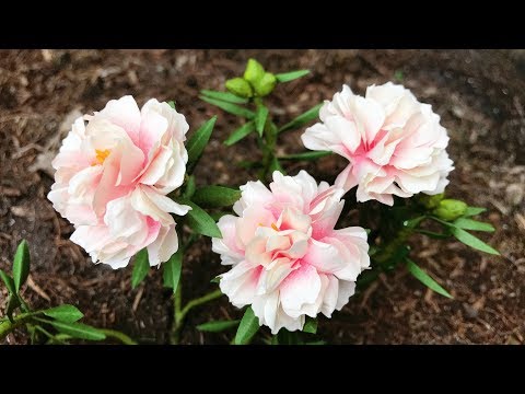 ABC TV | How To Make Portulaca Paper Flower | Flower Die Cuts - Craft Tutorial