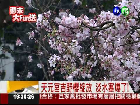 天元宮櫻花綻放 民眾冒冷賞櫻