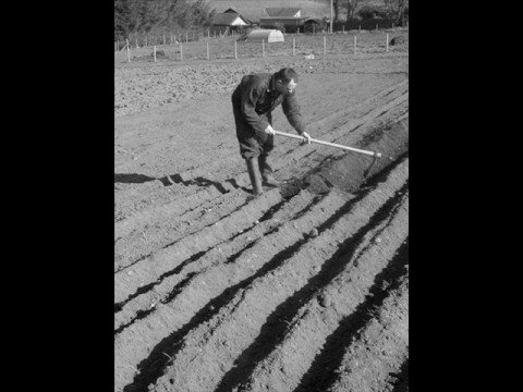 Jätkä senkun kuokkii