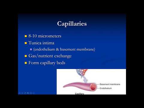 Biosc 139 Blood Vessels Part1