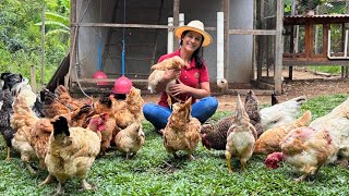 Os cuidados que tenho para minhas galinhas serem saudáveis e produzir muito ovos