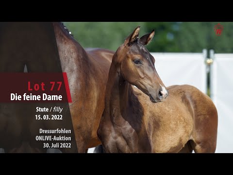 OnLive-Auktion Lot 77 Die feine Dame Stute v. Dynamic Dream - Bretton Woods