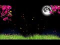 Template Video Background Flower Background Video Background Video Effects Hd Video Background Hd