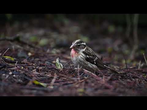 Tangletown Rose-Breasted Grosbeak feeding on the ground
