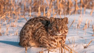 АМУРСКИЙ ЛЕСНОЙ КОТ: В Тайге даже котики брутальны | Интересные факты про кошек и животных