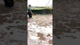 Download lagu Panen Udang Di Tambak Hanya Dengan Alat Setrum Mini Panen Udang Lebih Cepat‼️ mp3