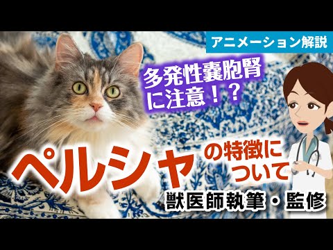 ペルシャ猫の世話