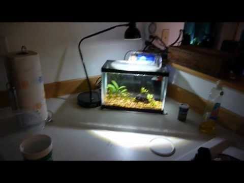 PetStore employees BEST betta tank
