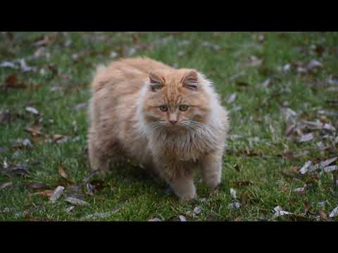 Cats In Their Natural Habitat