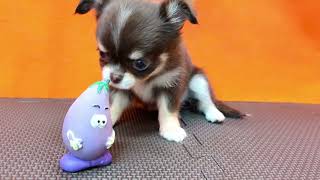 チワワ（ロング）の動画01