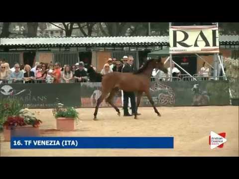 N.16 TF VENEZIA - Menton 2016 - Yearling Fillies (Class 1B)