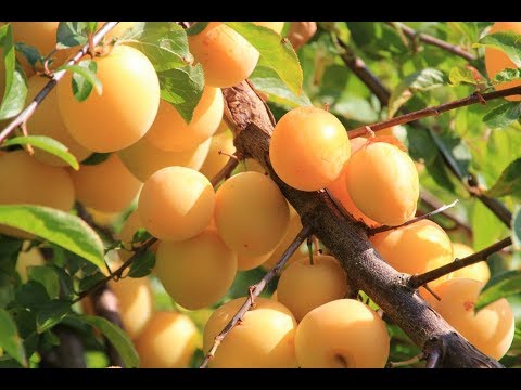 download lagu mp3 mp4 Yellow Plum Tree, download lagu Yellow Plum Tree gratis, unduh video klip Yellow Plum Tree